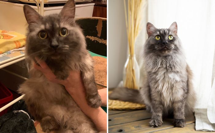 Shelter cats before and after - My, cat, Kittens, Chelyabinsk, The photo, Milota, Before and after, Three Comrades Shelter, Longpost, It Was-It Was