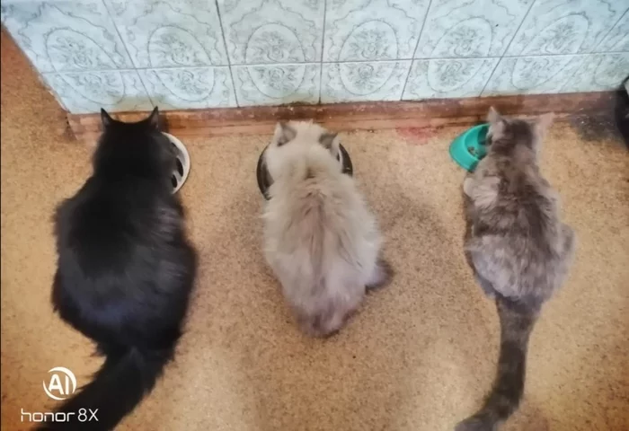 Three cats - My, cat, Tricolor cat, Dinner