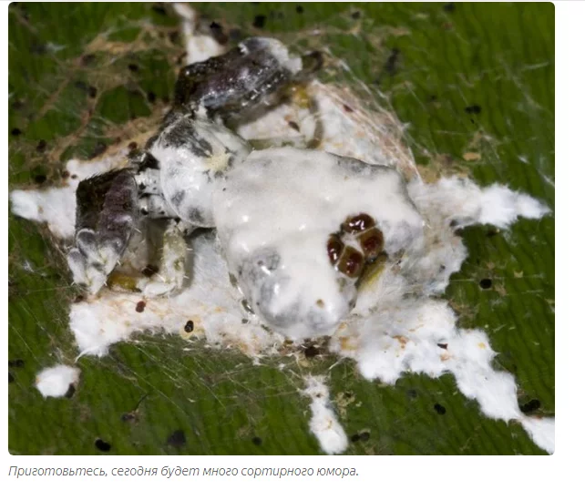 Poop Spider: Turned his body into bird droppings so he wouldn't be eaten - Spider, Animal book, Yandex Zen, Longpost, Australia, Arachnids, Animals