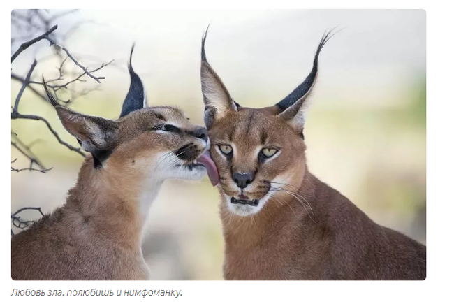 Caracal: Flying cats are used to killing in the air (And they also meow very strangely) - Caracal, Animal book, Yandex Zen, Video, Longpost, Cat family, Small cats, Animals