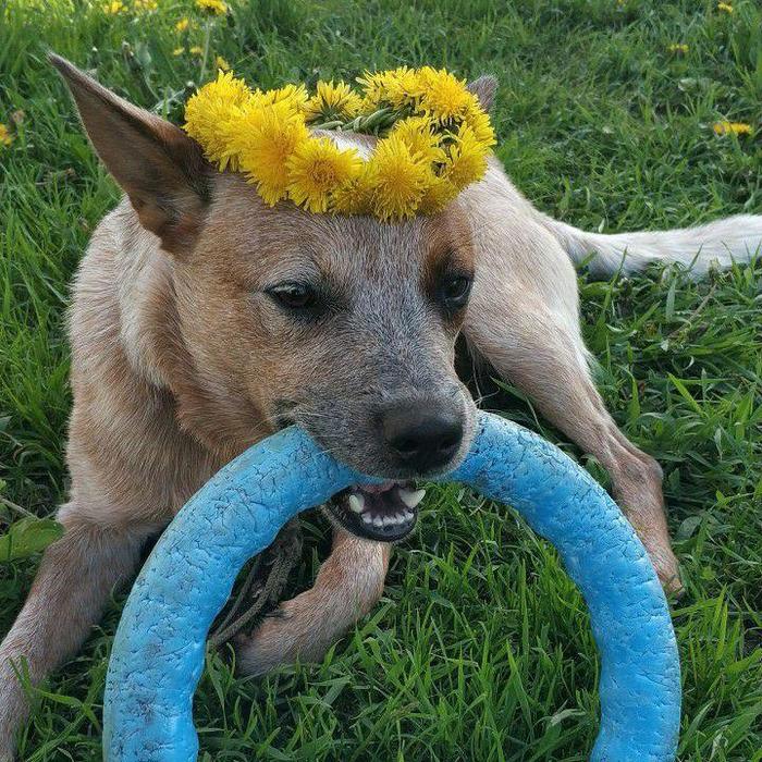 The answer to the post But we did not succeed ( - Dog, PHOTOSESSION, Nature, Australian Heeler, Hiller, Reply to post, Longpost