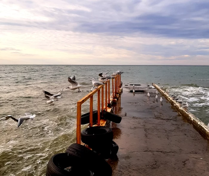 At dawn - Sea, Seagulls