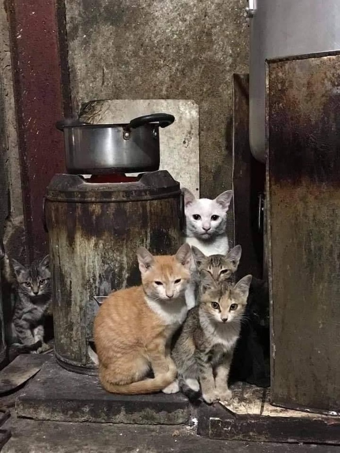 На этой фотографии на самом деле шесть котят