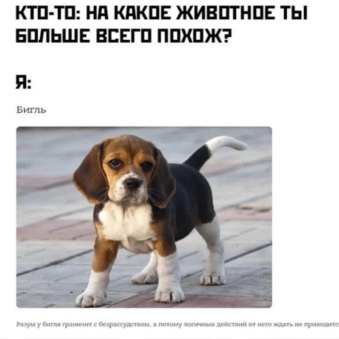 The beagle's intelligence borders on recklessness, and therefore one cannot expect logical actions from him - Beagle, Picture with text, Humor, Dog