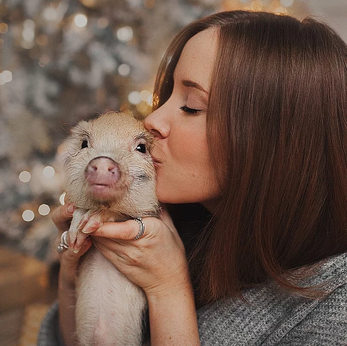 About pigs with love - My, Mini Pig, Pig, Piggy