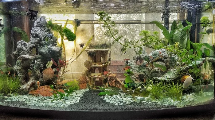 They asked for a general photo - My, Aquarium, A fish, Longpost