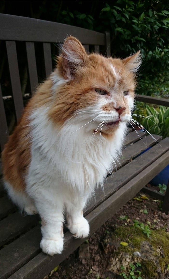 Rubble is the oldest cat in the world, soon to turn 32 years old. - Long-liver, Animals, Cat family, Longpost, cat