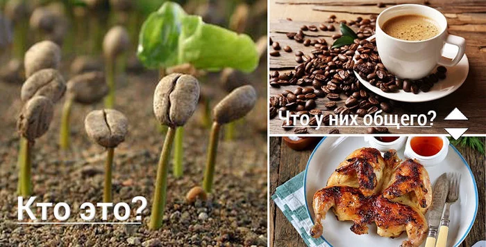 Coffee: from seedling to cup. How it all works (part 1) - My, Coffee, Coffeeman, Coffee grinder, Longpost