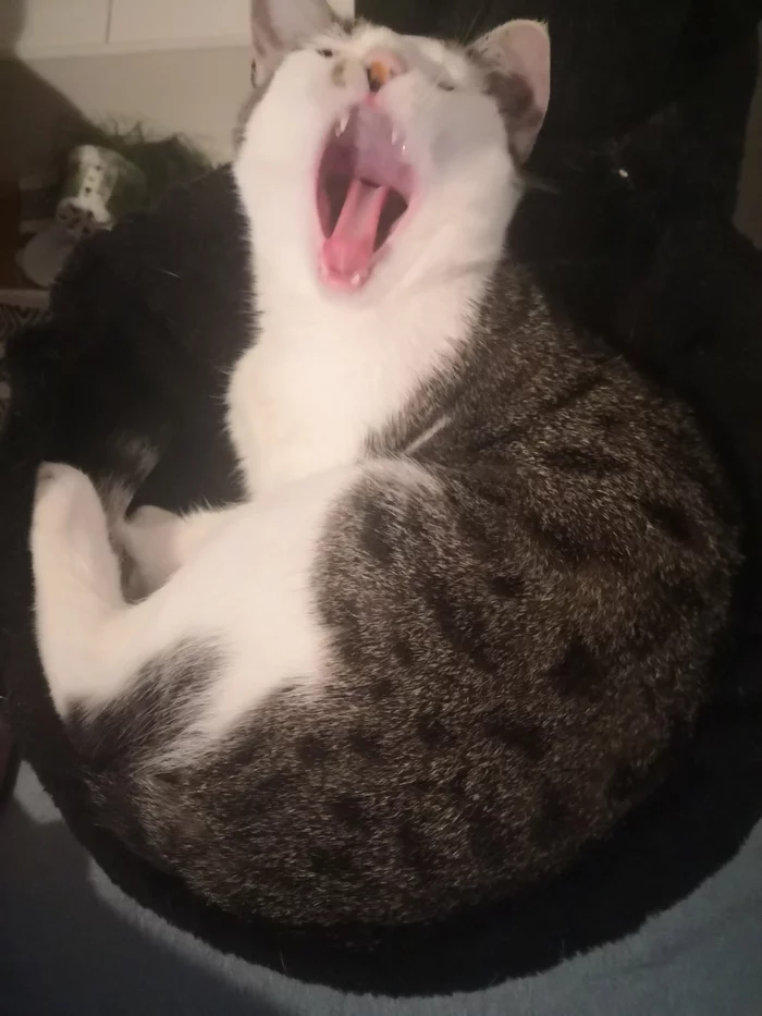 How my cat yawns - My, cat, Milota, Yawn, Longpost