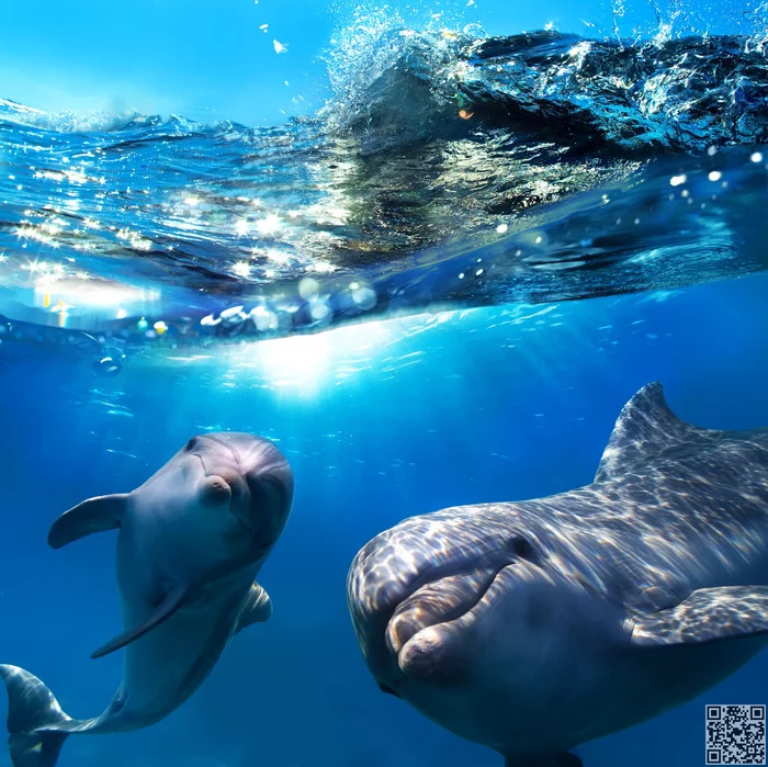 How to lure dolphins - My, Dolphin, Underwater photography, , Under the water, Longpost, wildlife