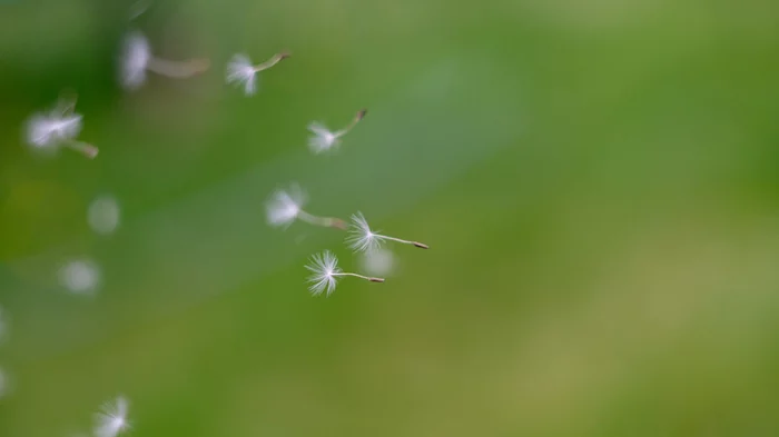 Couldn't land - My, Spring, Dandelion, The photo, Amateur photography