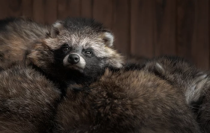 Raccoon dogs - My, The photo, Zoo, Minsk Zoo, Raccoon dog, Animals, Wild animals