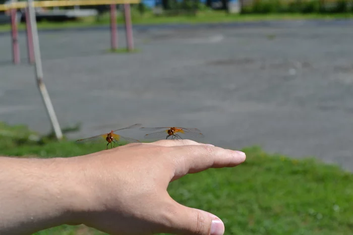 Dragonflies - My, Nature, Dragonfly, Interaction