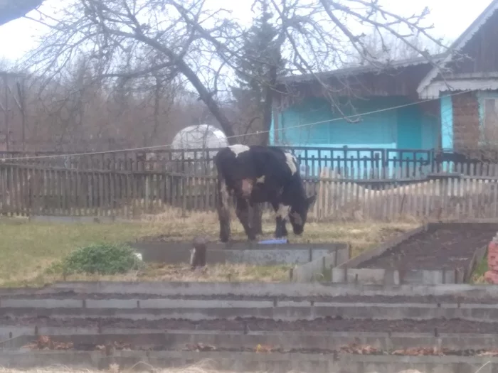 Корововирус. Уничтожает всё... на грядках - Моё, Корова, Дача, Коровопост