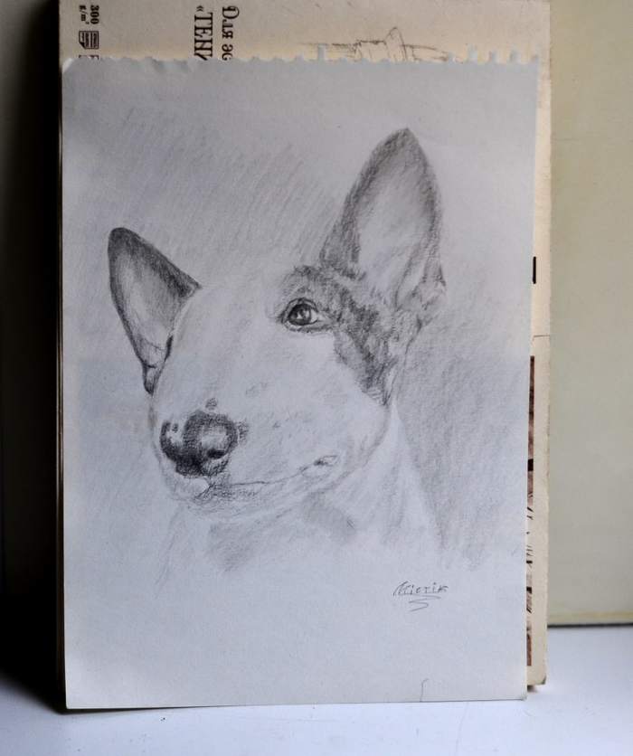 Can I criticize? - My, Portrait, Drawings on request, Dog, Bull terrier