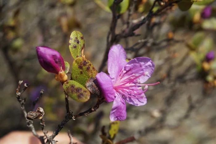 Gorny Altai has its own sakura, maral or Ledebour's rhododendron - My, Mountain Altai, Maralnik, Spring, The photo, Sony alpha, Longpost, Altai Republic