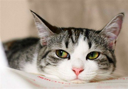 Hemobartonellosis in cats - My, cat, Cat lovers, Kittens, Longpost, Veterinary, Disease, Infection, Treatment