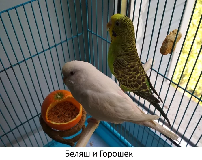 Parrot was-became - My, A parrot, It Was-It Was, The photo, Longpost, Pets