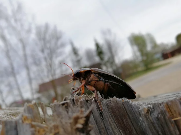 5..4..3..2..1.. На взлёт! - Моё, Жук плавунец, Фотография, Жуки, Насекомые, Природа