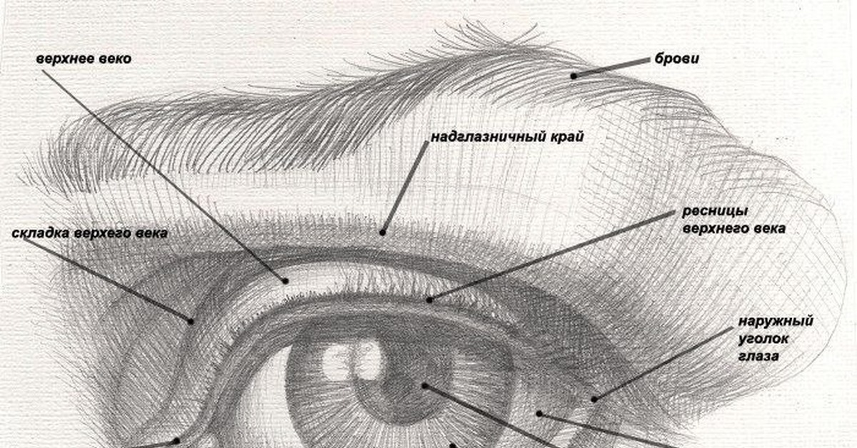 Глазная впадина 6 букв. Схема построения глаза. Строение глаза пластическая анатомия. Анатомический рисунок построение глаза. Строение глаза рисунок.
