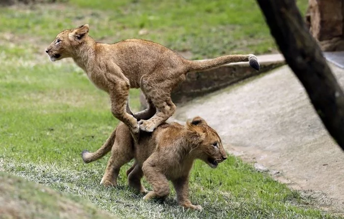 Mufasa and Scar in their youth - a lion, Bounce, Lion cubs, Big cats, Young, Wild animals, Cat family, The photo