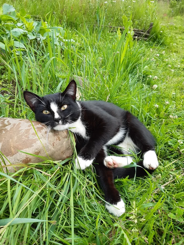 The photogenic nature of the neighbor's cat - My, cat, Summer, The photo, Dacha, 2019, Longpost