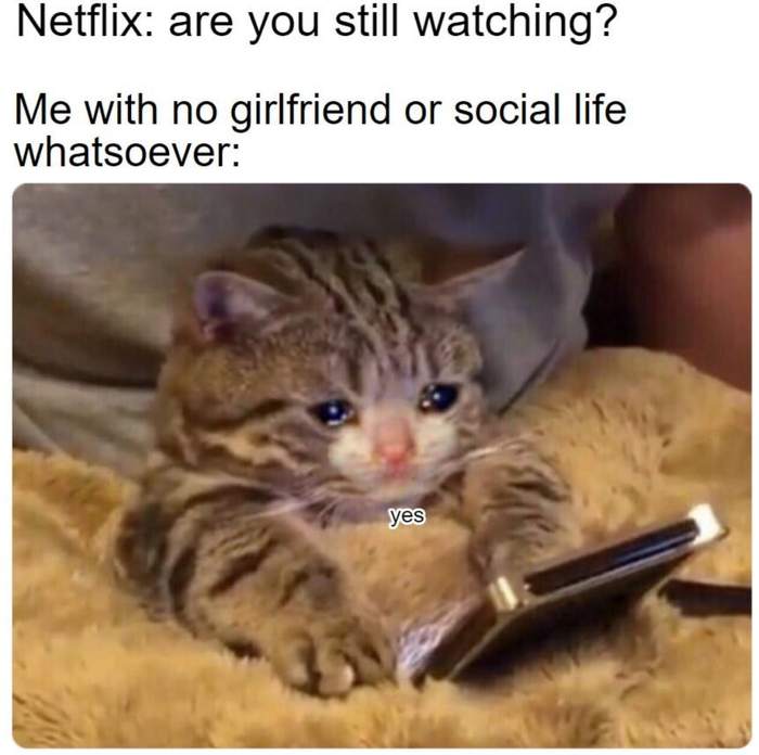 Netflix: Are you still watching? - Reddit, Netflix, Introvert, Memes, cat
