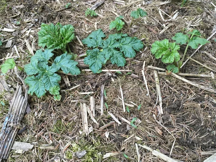 How many plants of Sosnowski's hogweed do you see in this photo? - My, Hogweed, Spring, Nature, The photo, Ecology, Leaves