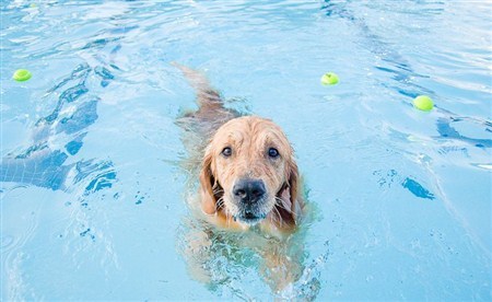 Hydrotherapy - My, Dog, Dog lovers, Longpost