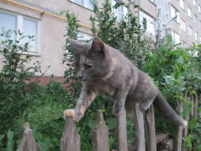 The fence-colored cat is hurrying forward! - My, cat, Disguise