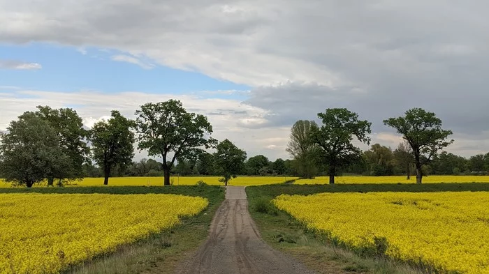 Рапс зацвел - Моё, Рапс, Природа, Длиннопост