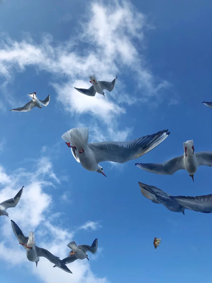 Weekend photo XI - My, Pigeon, Seagulls, Animals, Sea, Longpost, The photo