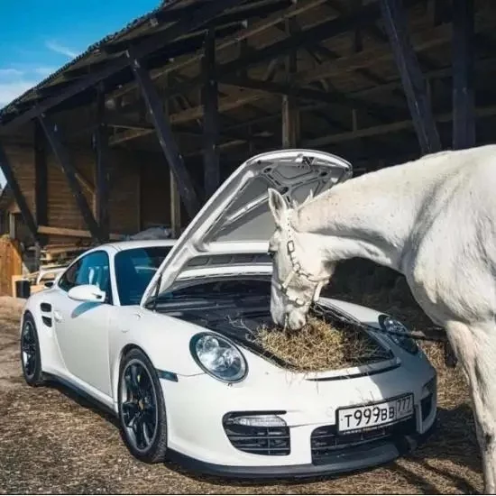 So that's what this trunk is for - Porsche, Auto, Trunk, Horses, Hay