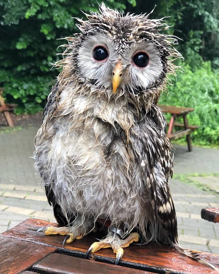 When you get wet in the rain - Animals, Birds, Owl, Rain