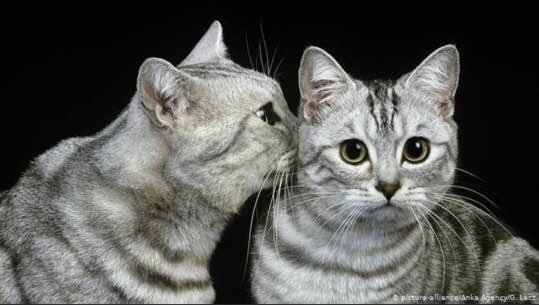 Smack - cat, Kiss