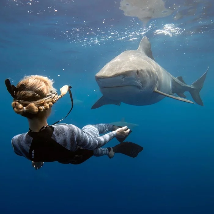 - Social distance? Did not hear - Shark, Girls, The photo, Under the water