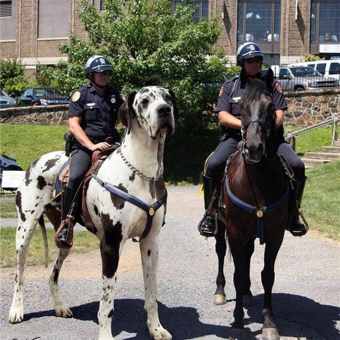 I imagined for a second that this would be possible. Exciting - Dog, Horses, Photoshop, Police, Rider, Riders
