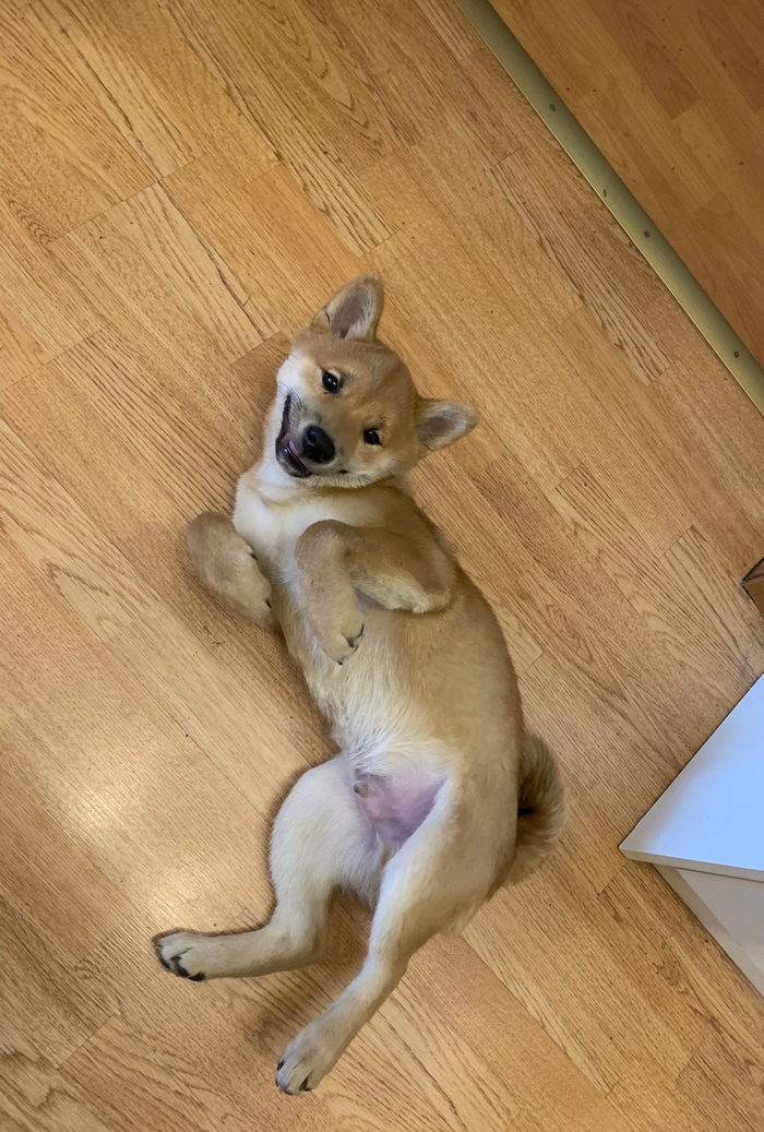 Единственная порода в мире, которая умеет улыбаться