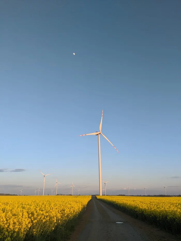 Wind turbines in rapeseed fields - My, Wind generator, rapeseed field, Sunset, Longpost