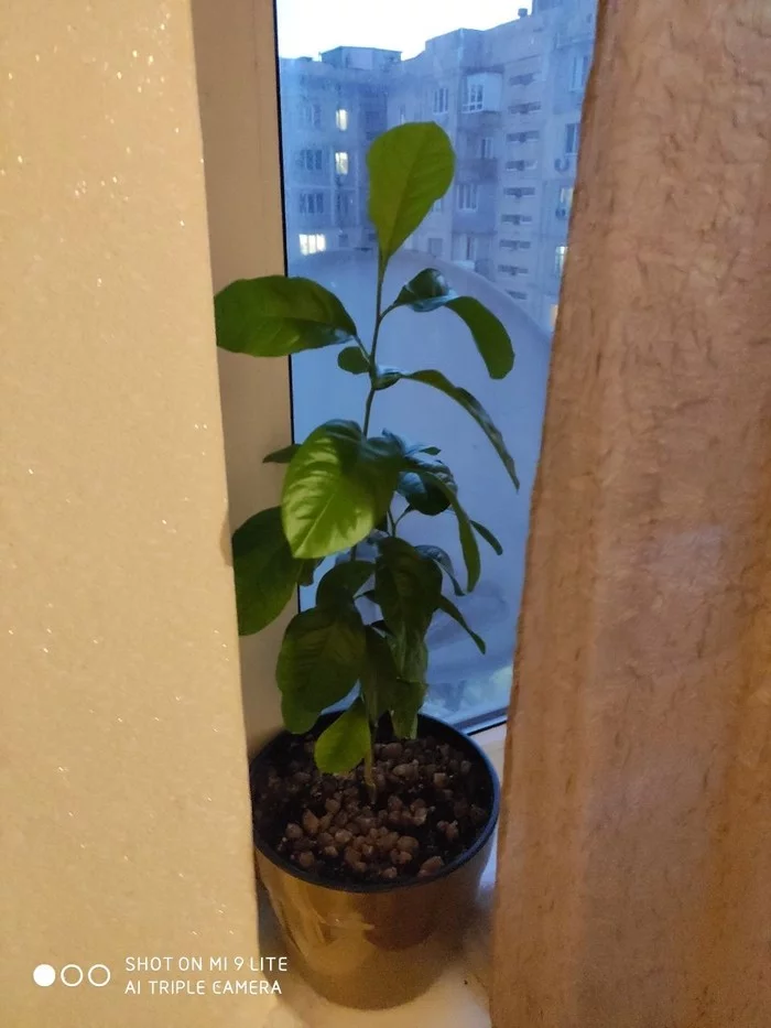 Lemon - My, Lemon, Houseplants, Longpost