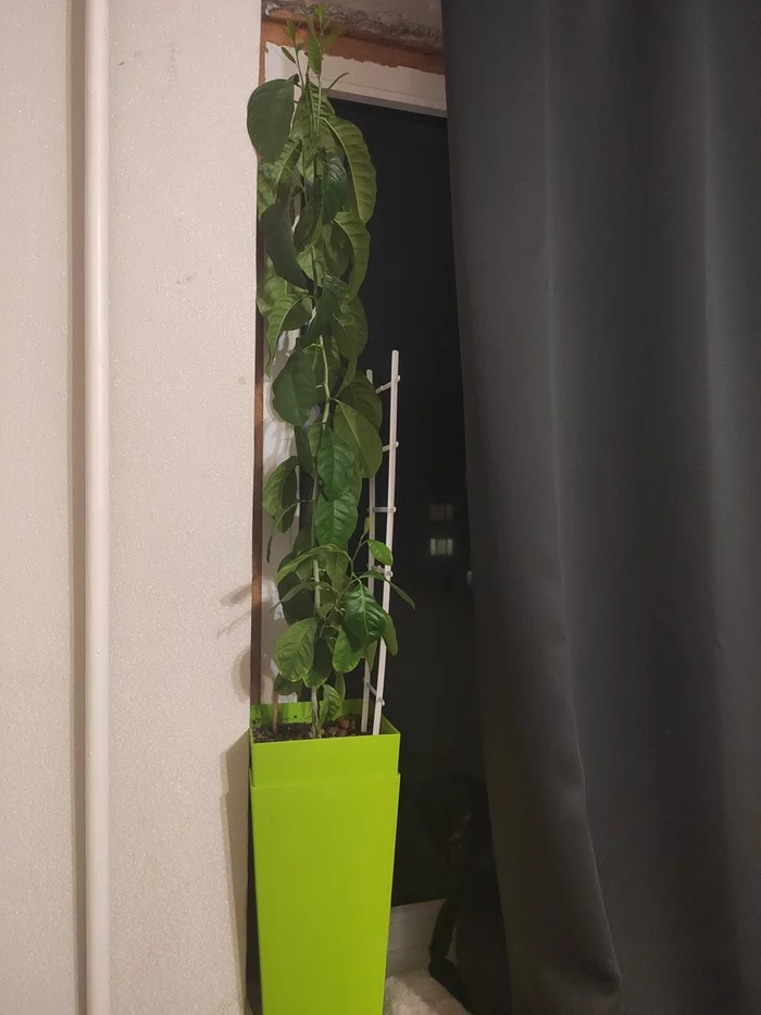 Lemon - My, Lemon, Houseplants, Longpost