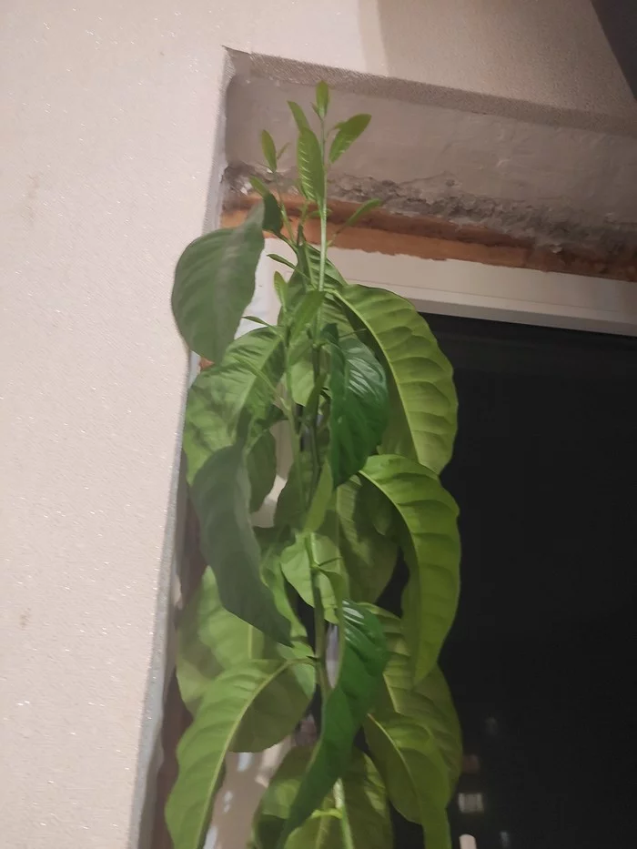 Lemon - My, Lemon, Houseplants, Longpost