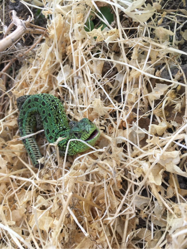 Basking in the sun - My, Lizard, Greenhouse, Longpost