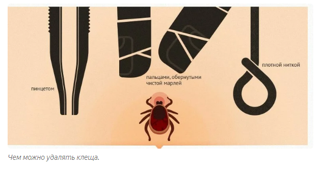 Ticks: Plague during the plague. Reminder for protection during the height of parasite season - Mite, Animal book, Yandex Zen, Longpost, Animals