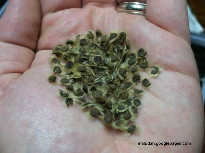 Что это за штука - 91 Перевел сам, WhatIsThisThing, Reddit, Видео, Длиннопост