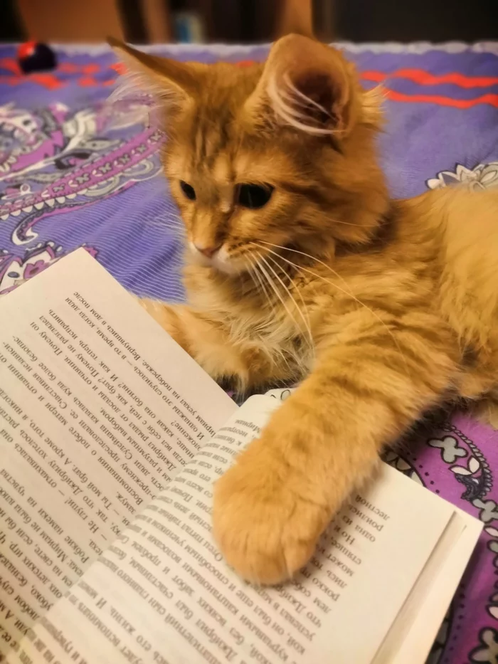 Lovers of reading - My, Maine Coon, cat, Longpost