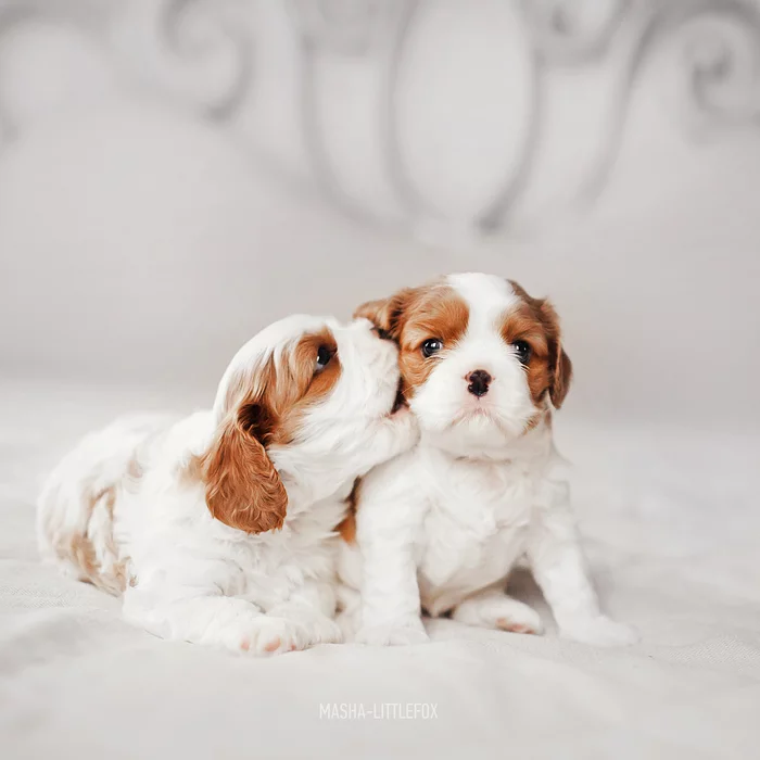 Just little puppies :) - My, Milota, Puppies, Cavalier king charles spaniel, Children, Dog, Pets, Longpost, Kus