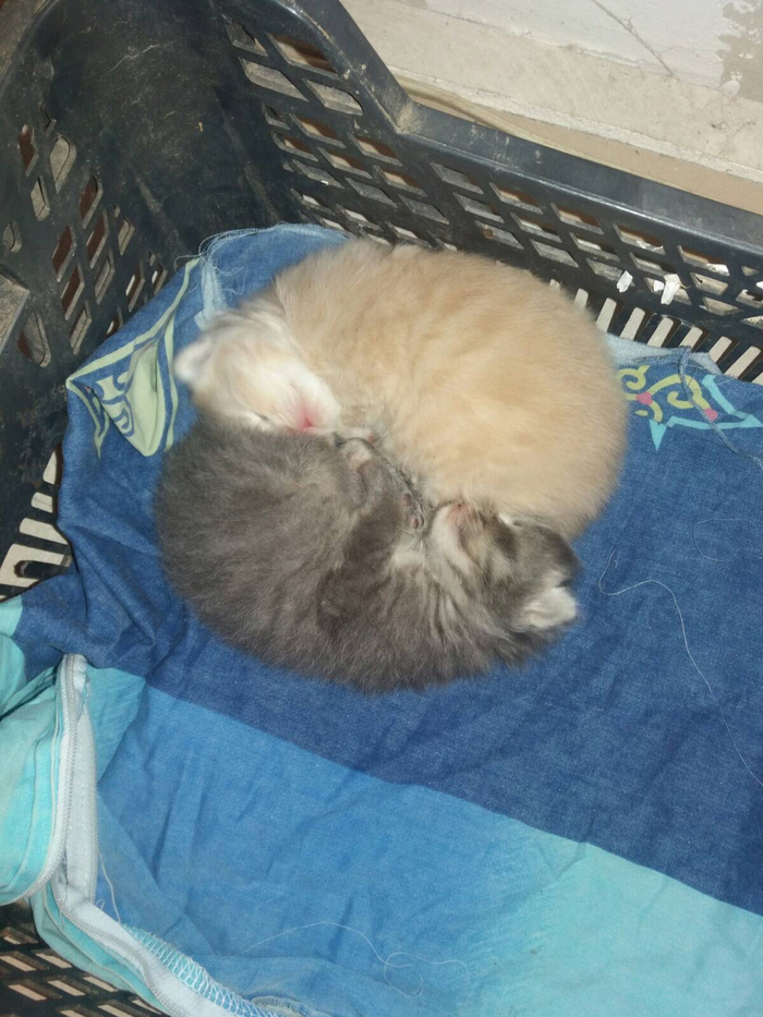 Найти дом котятам!! Харькове