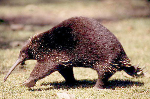 PRO-echidna - My, Oviparous, wildlife, Red Book, Longpost