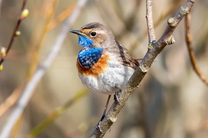 Bluethroat - My, Birds, The photo, Nikon, Leningrad region, Longpost